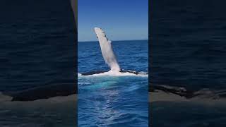 Whale watching in Hervey Bay Australia 🐋 [upl. by Jodie745]