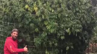 SUN GROWN CANNABIS TREE WITH GIANT BUDS stickyfields [upl. by Langdon158]