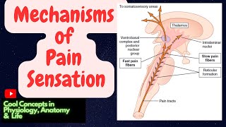 12 a Mechanisms of Pain Sensation  Sensory CNS Physiology  2nd YR MBBS [upl. by Analahs]