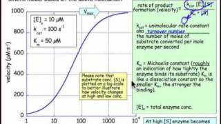 Enzyme Kinetics [upl. by Dyann]