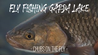 Lavezzinifly  Fly Fishing Garda Lake Chubs on the fly pesca a mosca ai cavedani [upl. by Lewls297]