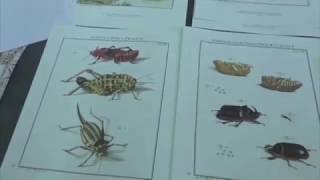 Bourse internationale des insectes à juvisy sur orge [upl. by Eiffe]