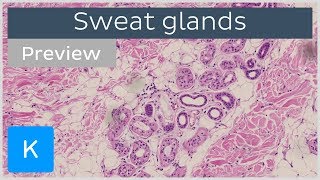 Sweat Glands preview  Histology amp Function  Human Anatomy  Kenhub [upl. by Ahsikad837]