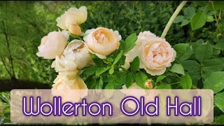 Обзор остинки Wollerton Old Hall David Austin2011Второй год посадки [upl. by Nilo703]