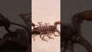 Meet the Deadly Fat Tailed Scorpion facts wildlife scorpion [upl. by Anawak]