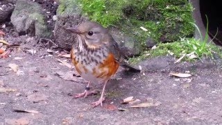 Greybacked thrush female Turdus hortulorum [upl. by Accebar]