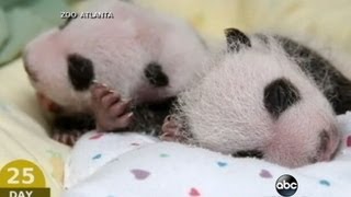 Baby Panda Twins Adorable First Moments  CUTE ANIMALS Episode 8 [upl. by Azaria]