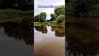 Avonmouth pond oppisite the lake 21724 carp carpfishing fishing shorts reels subscribe [upl. by Atinele673]