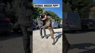 Boerboel MASSIVE 5 month old puppy 💀💀💀💀 boerboel [upl. by Jepum669]