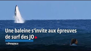 JO2024  une baleine sinvite aux épreuves de surf et fait le show [upl. by Atirhs]