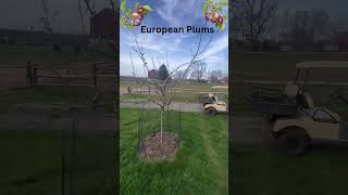 European Plum Cross Pollination fruit garden [upl. by Naujet515]