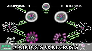 Necrosis  Apoptosis Vs Necrosis  Difference Between Apoptosis And Necrosis [upl. by Aubree]