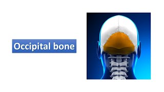 Occipital bone Prof Ashfaqur Rahman [upl. by Notsob]