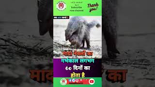 Please Subscribe 🙏 😭Mongooseकेबारेमेंरोचकतथ्यytshortviralfactanimalstrendingmongoose [upl. by Dnomed]