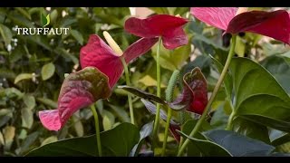 Comment rempoter un anthurium   Truffaut [upl. by Arlin]