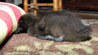 Little Cayuga Duckling at Two Weeks Old [upl. by Ivan]