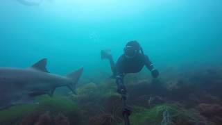 Sevengill Sharks La Jolla California [upl. by Krisha]