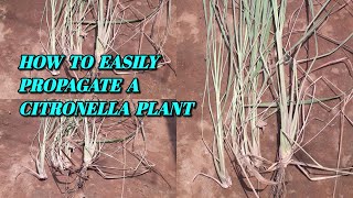 HOW TO EASILY PROPAGATE A CITRONELLA PLANT [upl. by Kirshbaum]