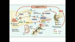 Heme Catabolism to Urobilin and Stercobilin [upl. by Nahsez837]