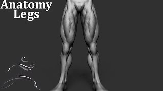 Sculpting Anatomy In Zbrush  Legs  30 Minute Sketches  NO AUDIO [upl. by Naghem730]