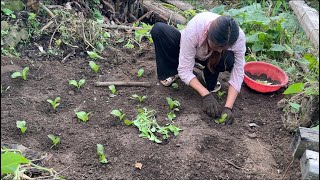 Growing Mustard greens Broccoli Cauliflower and cabbage 🥬 in our Kitchen Garden [upl. by Ciccia]