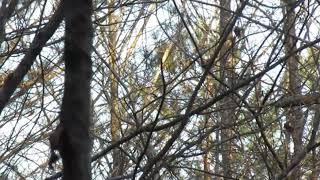 Pileated Woodpecker mating calls [upl. by Sutherlan836]