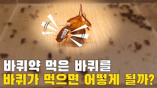 바퀴약 먹고 죽은 바퀴를 바퀴가 먹으면 어떻게 될까 [upl. by Akcira]