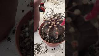 Succulent plant succulents plants cactus propagation homegarden tips care [upl. by Obbard]