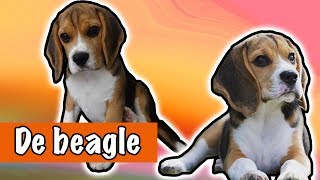 IK WIL EEN BEAGLE  DierenpraatTV [upl. by Kcirdneked]