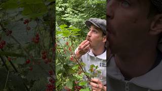 Redcurrants grow WILD foraging forager redcurrant wildfood [upl. by Nertie]