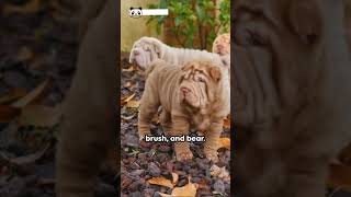 Fascinating Facts about the Chinese Shar Pei [upl. by Donata]