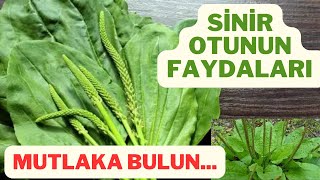 SİNİR OTU FAYDALARISİNİR OTU NASIL KULLANILIRSİNİR OTUNUN ZARARLARISİNİR OTU NASIL TÜKETİLMELİ [upl. by Anidene]