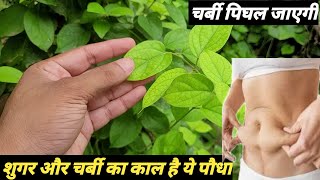 असली मधुनाशिनी की पहचान और इसके चमत्कारी फायदे Gymnema sylvestre [upl. by Jessen]