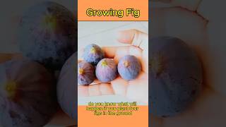 How To Growing Figs  Planting a Fig howto [upl. by Shanon322]