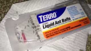 Terro Liquid Ant Bait After 14 Hours [upl. by Taran]