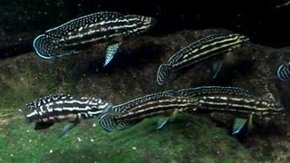 Lake Tanganyika Cichlids Julidochromis Regani [upl. by Harutek864]