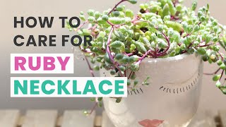 BEST TIPS  HOW TO CARE FOR RUBY NECKLACE OTHONNA CAPENSIS  SENECIO SUCCULENT [upl. by Ellatsirhc419]