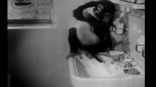 An old video showing a smart monkey shining shoes and giving a cat a bath [upl. by Novyar539]