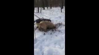 Two Cairn Terriers Hunting [upl. by Redla]