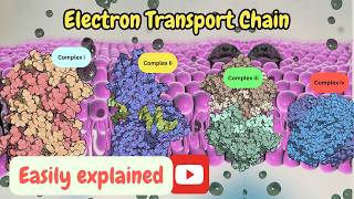 Electron Transport Chain SECRETS You Wont Believe [upl. by Ahsimac]