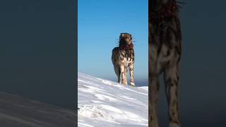 TURKISH KANGAL VS ROTTWEILERDOGO ARGENTINO [upl. by Enattirb934]