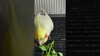 cockatiel birds pets parrot cockatielbird cockatielsinging cockatielsound ytshorts shorts [upl. by Kcirdled550]