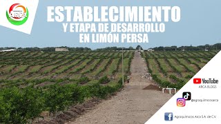 ESTABLECIMIENTO Y ETAPA DE DESARROLLO EN LIMÓN PERSA [upl. by Elahcim341]