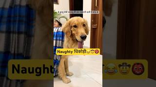 Naughty boy😘 funnyvideo funnydogs funnyshorts goldenretriever doglover cutedog trending [upl. by Enylecoj]