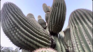 🌵Saguaro of the Day🌵 DONNA DANGEROUS 😈 Spiked The Palm of My Hand Pretty Badly 😳 😢 🤢 [upl. by Esyahc]