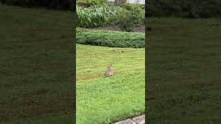 the way he’s watching this bunny🥹🐰bunny nature gentlegiant dogs dogsoftiktok bullybreed fyp [upl. by Hussein348]