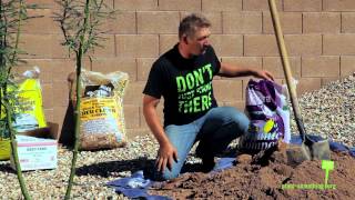 How to Plant a Tree in Arizona  15 gallon [upl. by Adnara]