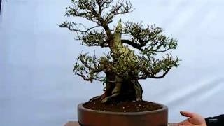 Escallonia Bonsai [upl. by Akamaozu751]