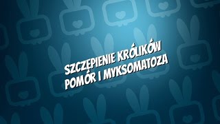 OGONEK RADZI 1  Szczepienie królików pomór i myksomatoza [upl. by Anuahsal237]