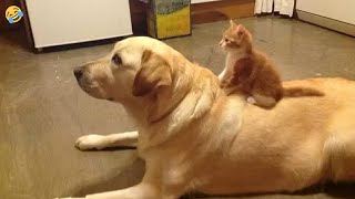 FUNNY CATS and DOGS amp other ANIMALS 🐱🐶 New Funniest Animals Videos 2024 [upl. by Anaile]